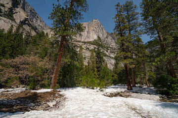 Bosque de Yosemite