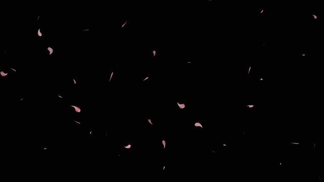 cherry blossom falling, Floating floral petals and drifting pink rose petals falling on black screen transparent background. Seamlessly soft floral cherry blossom spray and cherry blossom slow fall.