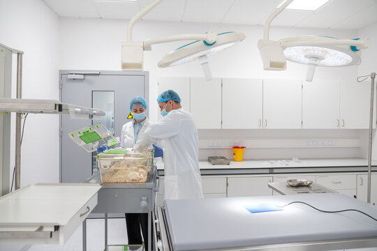 Preparation For Lab Rats Examination 