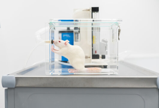 Laboratory Rat In Anesthesia Equipment