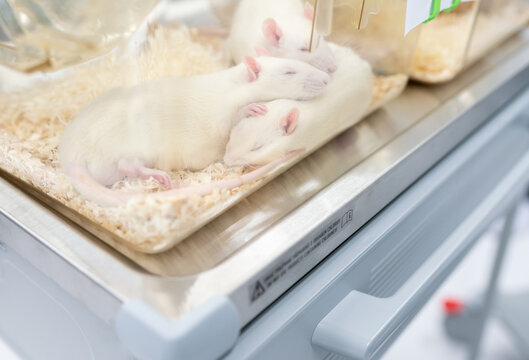 Laboratory Rats Sleeping In The Cage