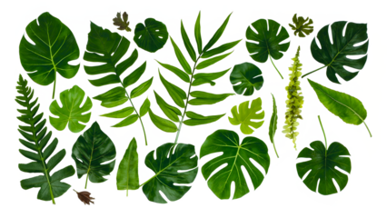 Collection of different tropical leaves. Elements set leaf on isolated transparent background 