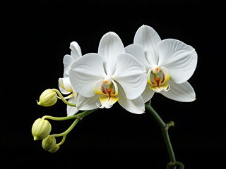Obraz premium Beautiful white orchid flower blooming on black background close up macro photography stock photo for designers 