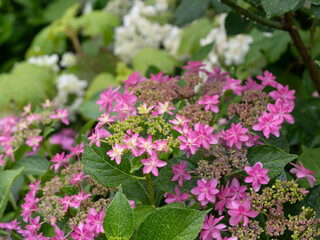 雨に濡れた額紫陽花の花