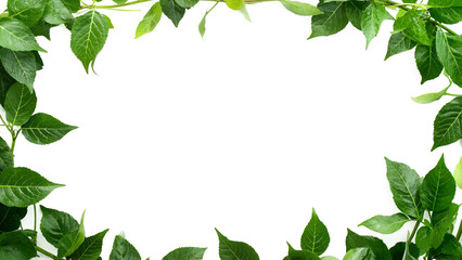 green leaf frame isolate on transparent background