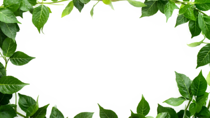 green leaf frame isolate on transparent background