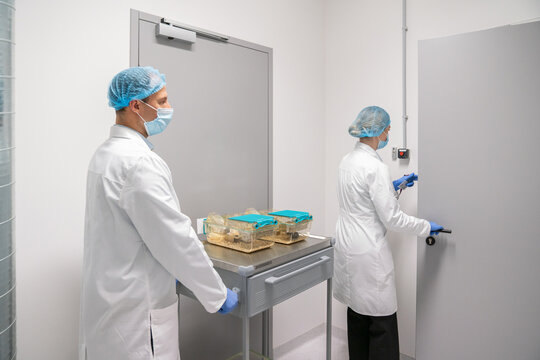 Scientists Transporting Laboratory Mice