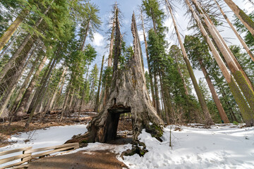 Secuoya en parque nacional