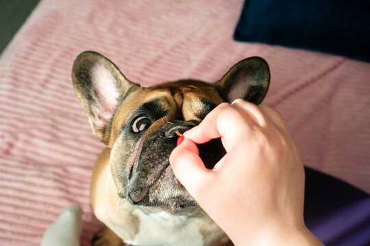 Hypnotizing dog eyes