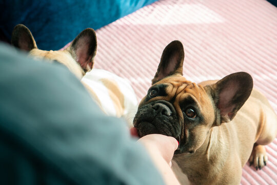 Hypnotizing dog eyes