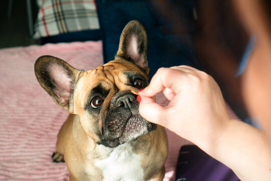Hypnotizing dog eyes