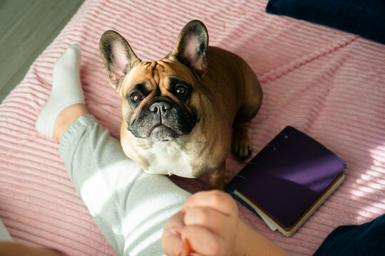 Hypnotizing dog eyes