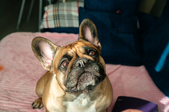 Hypnotizing dog eyes