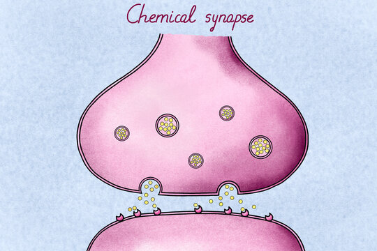 Chemical synapse illustration