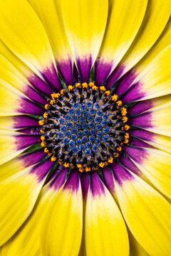 osteospermum (cape daisy) close up