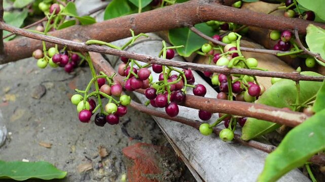 Small black-purple ripe and unripe Syzygium cumini fruits hanging on the tree. Swaying a cluster of Java plum fruits on the tree.