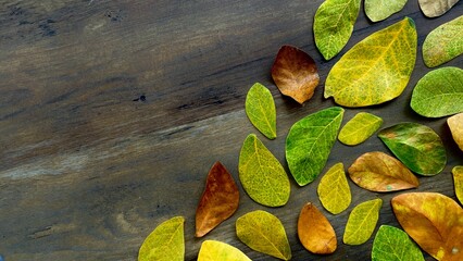 Background image with yellow autumn leaves lying on one side of a wooden surface. Free space on the textured wood background is left for inscriptions, logo or creative design.