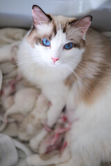 Mother ragdoll cat feeding her newborn kittens