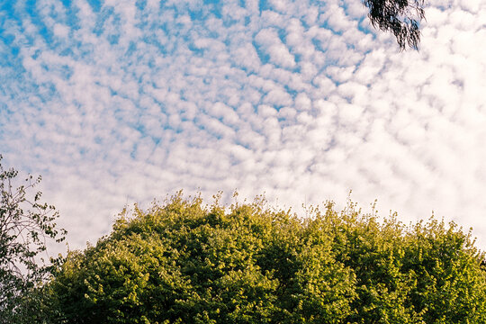 Film photo of a luffy Clouds Over Lush Green tree in Melbourne