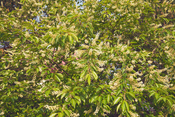 Czeremcha amerykańska, czeremcha późna, Prunus serotina