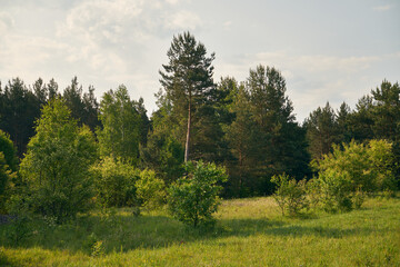 łąka,wiosna  © Marcin Łazarczyk