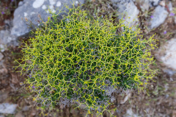 Blooming Greek Spiny Spurge (Euphorbia acanthothamnos) shrub with thorny cushion growing in arid area on the island of Paros, Greece, in April, viewed from above.