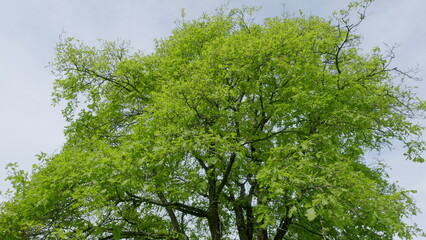 A Beautiful Lush Green Tree Canopy Stretching Against a Bright and Clear Blue Sky Above