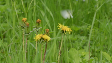 Fototapeta premium The Beautiful Wildflowers and Colorful Butterfly in a Lush Green Field of Nature