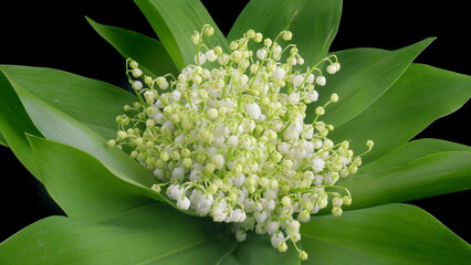 A Delicate and Beautiful Cluster of Lily of the Valley Flowers Set Upon Green Lush Leaves Time lapse.