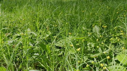 A Beautiful Lush Green Meadow Decorated with Colorful Wildflowers in Warm Springtime