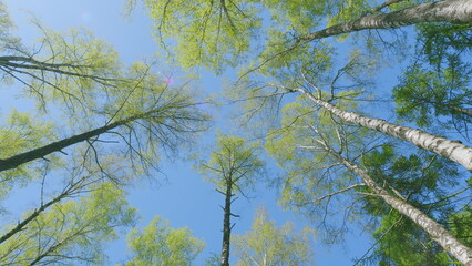 Obraz premium A Serene and Picturesque Canopy View Featuring Lush Green Trees Set Against a Clear Blue Sky