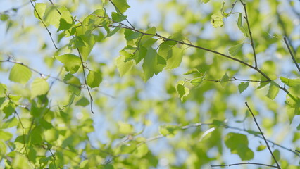 Lush and Vibrant Green Leaves All Displayed in a Beautiful Soft Focus Background
