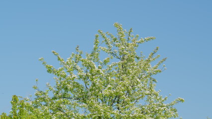 A Beautiful Blossoming Tree Set Against a Clear and Bright Blue Sky in Springtime