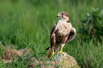 Saker falcon ( falco cherrug ) close up