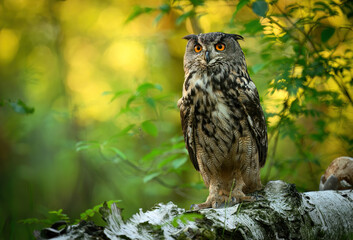 Eurasian eagle owl ( Bubo bubo ) close up