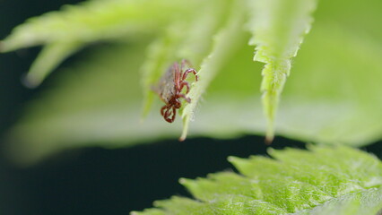 A Closeup of a Tick on a Green Leaf Stunning Macro Photography showcasing intricate details