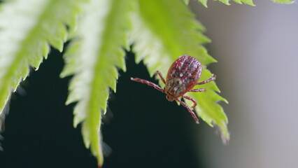 A detailed closeup image showcasing a tick resting on a leaf within its natural habitat