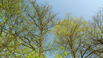 A Beautiful Scenic View of Lush Trees Under a Brilliant Clear Blue Sky on a Sunny Day