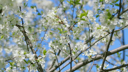 The Lovely Blooming Bright and White Flowers Set Against a Clear and Beautiful Blue Sky