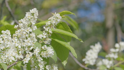 Delicate White Blossoms Gracefully Blooming Against a Lush Green Backdrop of Springtime