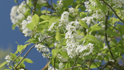 Blooming White Flowers Beautifully Against a Clear Blue Sky in the Open Outdoors