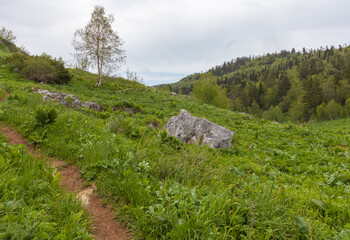 Alpine meadows awakening from hibernation, exuberant flowering of plants, morning light