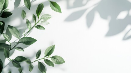 Naklejka premium Multiple indoor plants arranged on white background in bright light