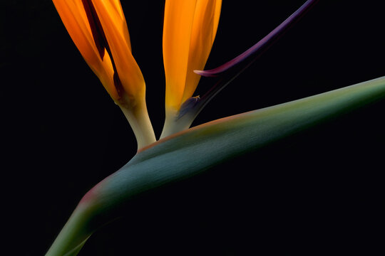 Flower Bird of Paradise on black background