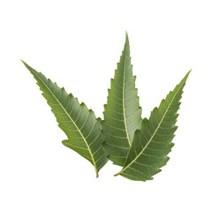 Fresh green neem leaves isolated on transparent background