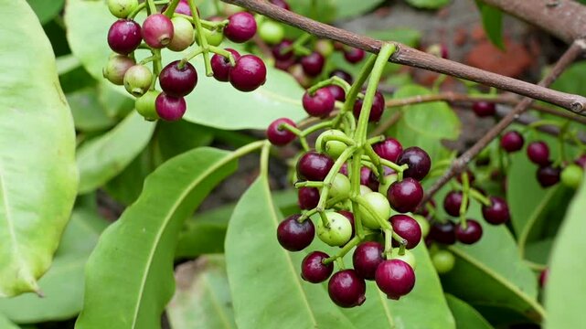 Small black-purple ripe and unripe Syzygium cumini fruits hanging on the tree. Swaying a cluster of Java plum fruits on the tree.