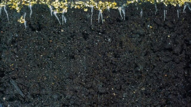 Time-lapse of grass roots growing in soil, showcasing underground plant development and root structure