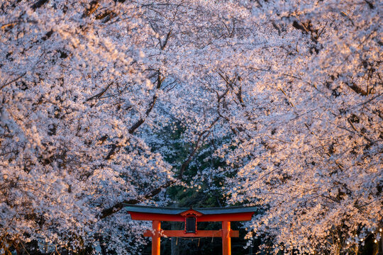 The Glow of Sakura Memories