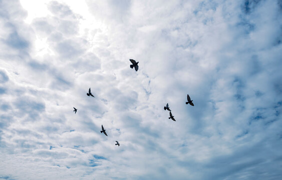 Pigeons flying in a cloudy sky