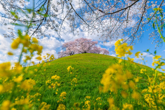 Spring On The Hill